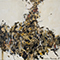 study on square 16