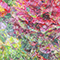 Transition#04 花と水滴