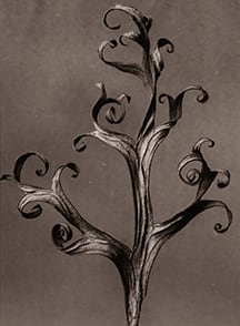Delphinium III