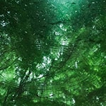 Floresta (取寄せ)