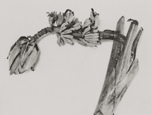 荒木経惟（アラーキー） Nobuyoshi Araki Ku Ka | ONLINE STORE