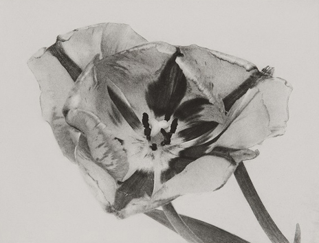 荒木経惟（アラーキー） Nobuyoshi Araki Ku Ka | ONLINE STORE