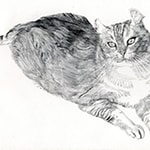 カール(猫)