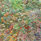 effect of autumn air